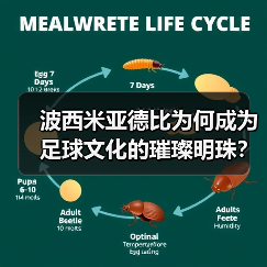 波西米亚德比为何成为足球文化的璀璨明珠?(图2) 波西米亚德比为何成为足球文化的璀璨明珠?(图2)