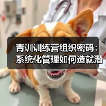 青训训练营组织密码：系统化管理如何造就潜力股？